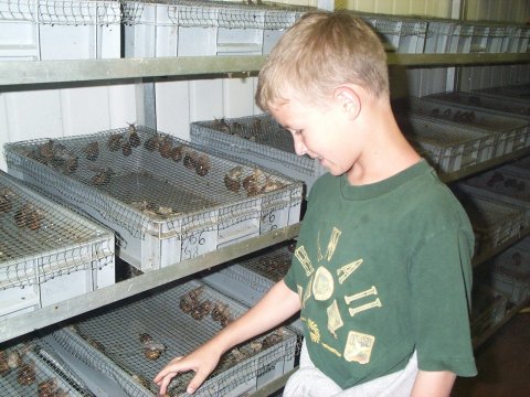 Snails raising at La Viennette farm