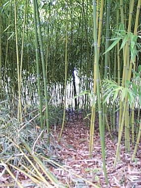 Massif de bambous Aout 2001