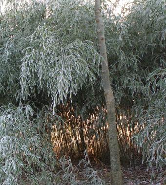 Bambous sous le givre - Janvier 2002